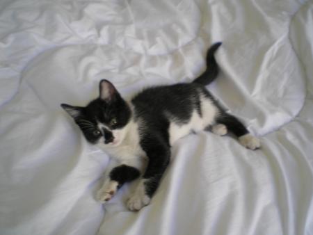 petit chaton